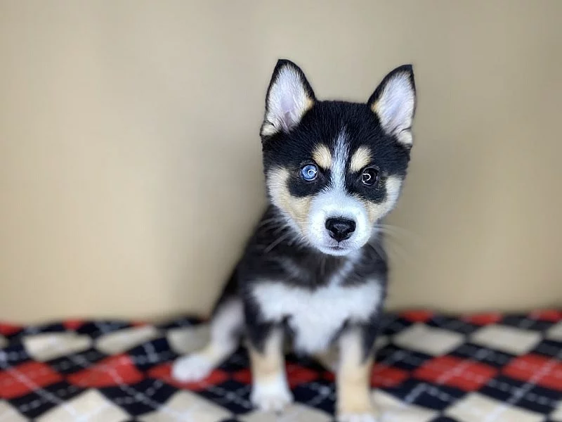 Okouzlující štěňata Pomsky k dispozici