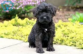 Sladká a pěkná štěňata Schnoodle