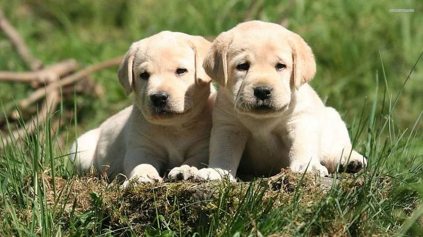 Štěňátka labradorského retrievera s PP