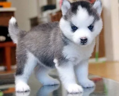 Sibiřský husky