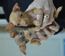 Štěňata - uprchlíci z Kyjeva. Mini toy