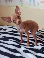 Štěňata - uprchlíci z Kyjeva. Mini toy