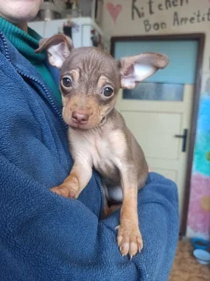 Štěňata - uprchlíci z Kyjeva. Mini toy