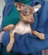 Štěňata - uprchlíci z Kyjeva. Mini toy