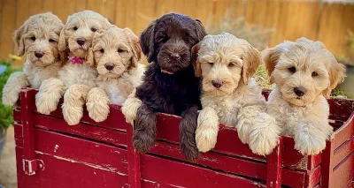 Roztomilá štěňátka labradoodle připravena