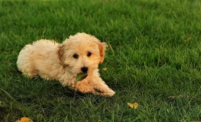 Krásný pejsek a fenka Goldendoodle k adopci.