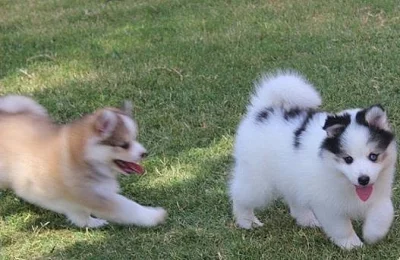Štěňata Pomsky k adopci