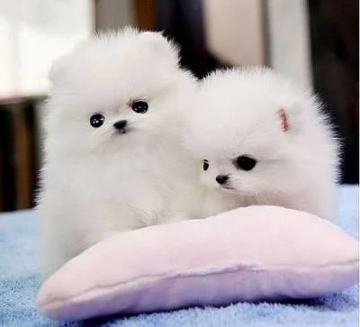 Dvě úžasná T-Cup pomeranianská štěňata