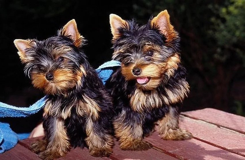 Little Yorkie štěňata k ADOPCI