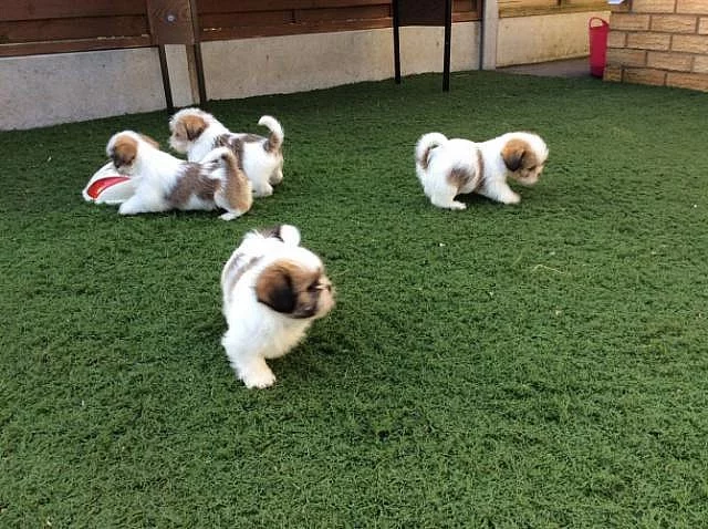 Krásná štěňátka shih tzu s rodokmenem pro milující domovy