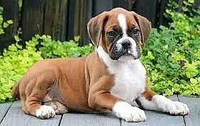 Vynikající boxer a boxer