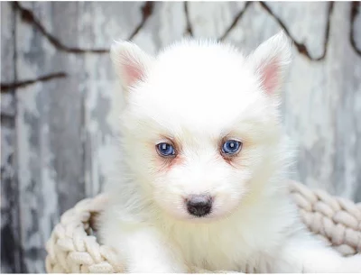 Okouzlující štěňata Pomsky k dispozici