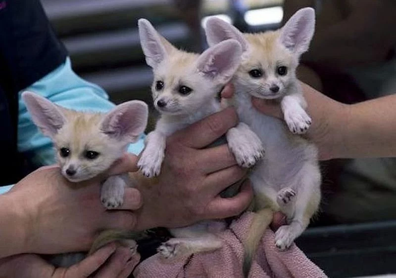 Extra okouzlující samec a samice lišky Fennec k adopci Nyní