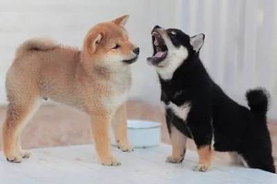 Rozkošná domácí štěňata Shiba Inu