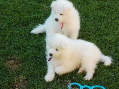 Výborná samojedská štěňata k adopci