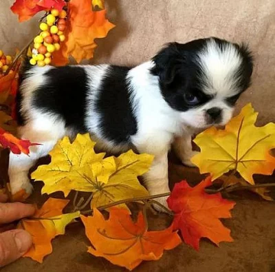Fantastická štěňata Japanese Chin k dispozici