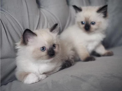 Ragdoll koťata pro navrácení do domácího prostředí pro pejsk