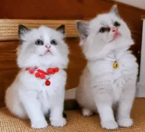 Ragdoll koťata pro navrácení do domácího prostředí pro pejsk