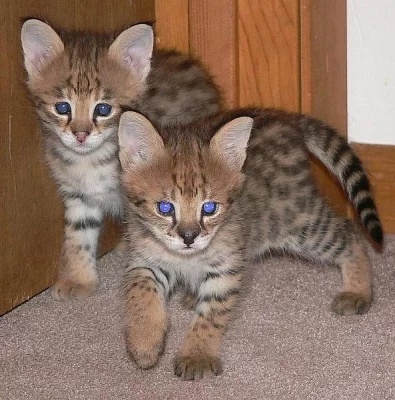 Mám k adopci 6 krásných koťátek Savannah.