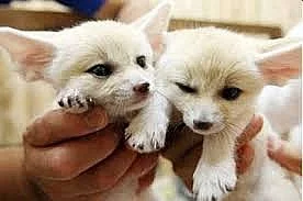 4 Kvalitní kocouři a fenky Fennec fox koťata připravena