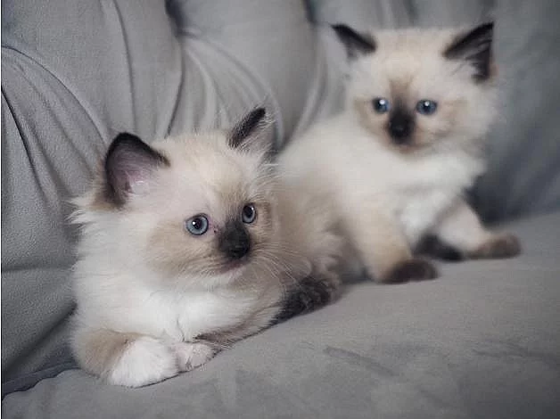 Kvalitní koťátka Ragdoll pro návrat do domova