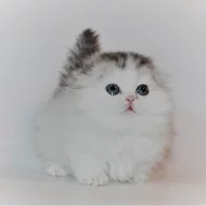 Koťátka Tica Munchkin nyní k dispozici