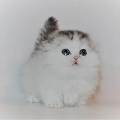 Koťátka Tica Munchkin nyní k dispozici