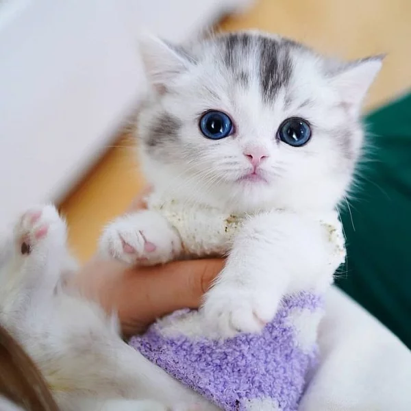 Koťátka Tica Munchkin nyní k dispozici
