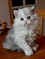 Koťátka Tica Selkirk rex nyní k adopci