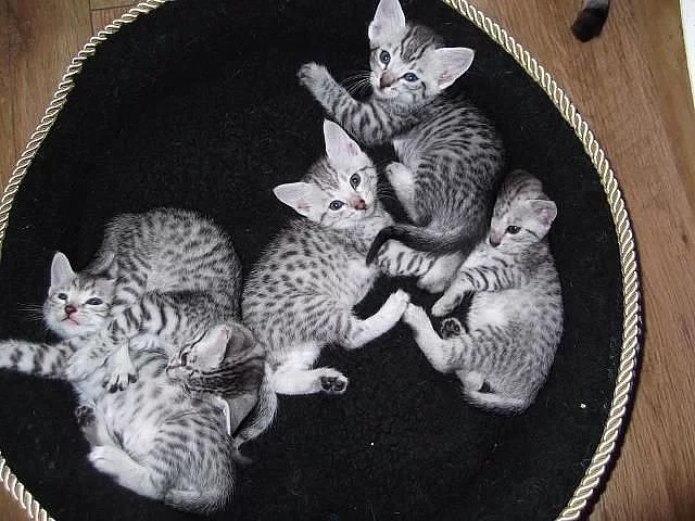 Krásná egyptská koťátka mau k adopci