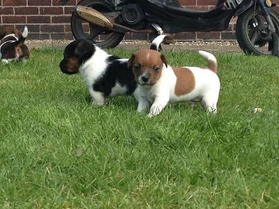 Štěňata Jack Russel