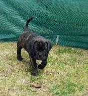 Cane corso