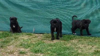 Cane corso