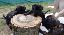 Cane corso