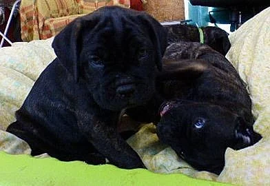 Cane corso