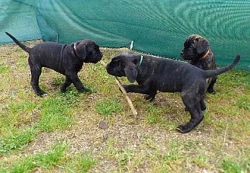 Cane corso