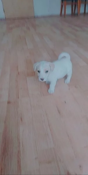 Jack Russell teriér