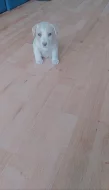 Jack Russell teriér