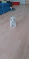 Jack Russell teriér
