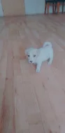 Jack Russell teriér