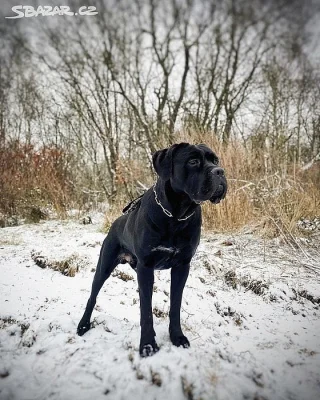 CHOVNÝ pes Cane Corso ke krytí