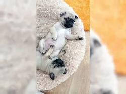 Štěňata mopsů na prodej poblíž mě.