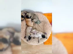 Štěňata mopsů na prodej poblíž mě.