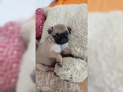 Štěňata mopsů na prodej poblíž mě.