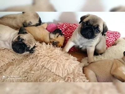 Štěňata mopsů na prodej poblíž mě.