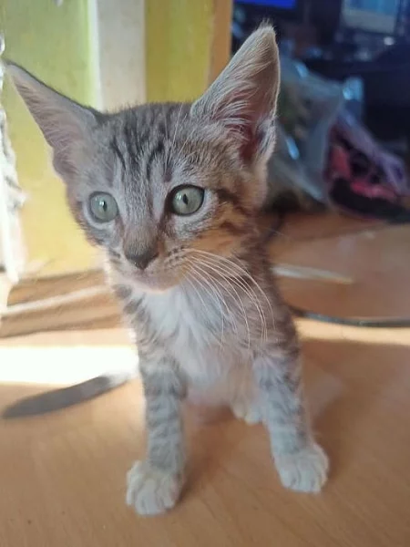 Mainská mývalí koťátka Zkřížená s Bengálskou kočkou