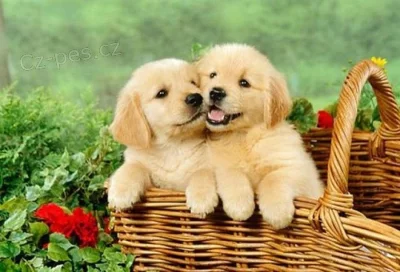 Zlatý retrívr - zlatý retríver - golden retriever