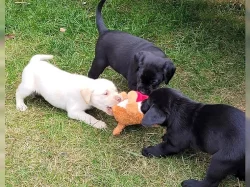 Štěňata labradorského retrívra s průkazem původu.