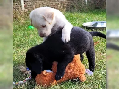 Štěňata labradorského retrívra s průkazem původu.