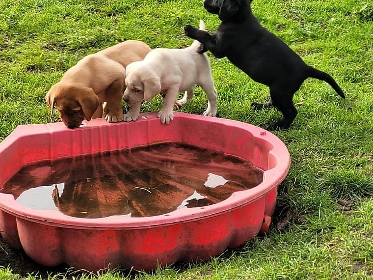 Štěňata labradorského retrívra s průkazem původu.